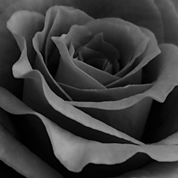 Meet your Posher, Clara - Picture 1 of 1